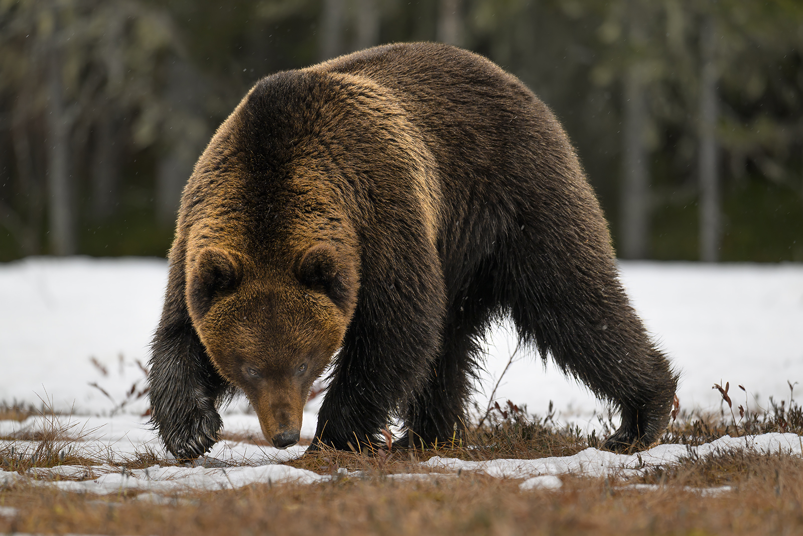 BROWN BEAR WITH THE LOW DOWN LOOK by Phil Drury
